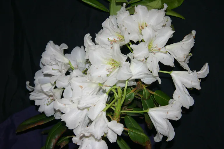 Photo of R. 'Whitewater North Carolina', Rhododendron Hybrid