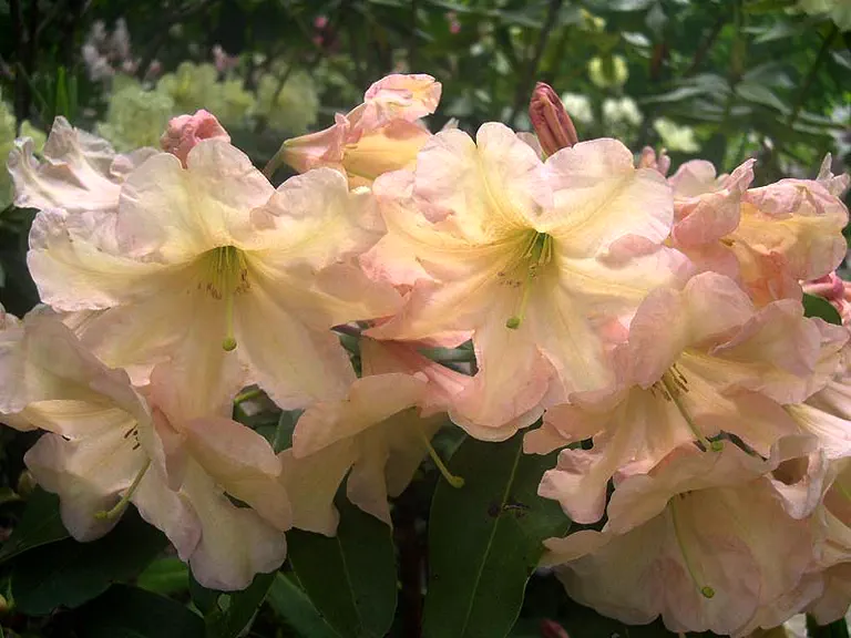 Photo of R. 'Whitney Buff', Rhododendron Hybrid