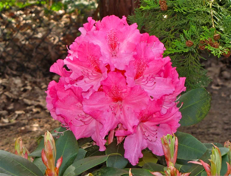 Photo of R. 'Caruso', Rhododendron Hybrid