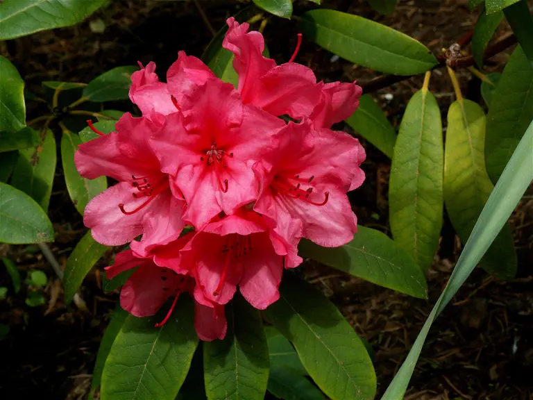 Photo of R. 'Cary Ann', Rhododendron Hybrid