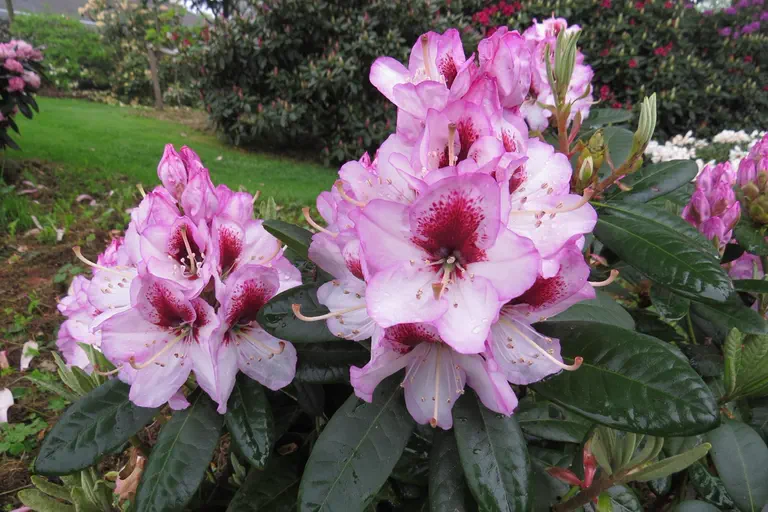 Photo of R. 'Cassata', Rhododendron Hybrid