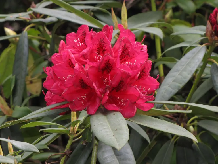 Photo of R. 'William Austin', Rhododendron Hybrid