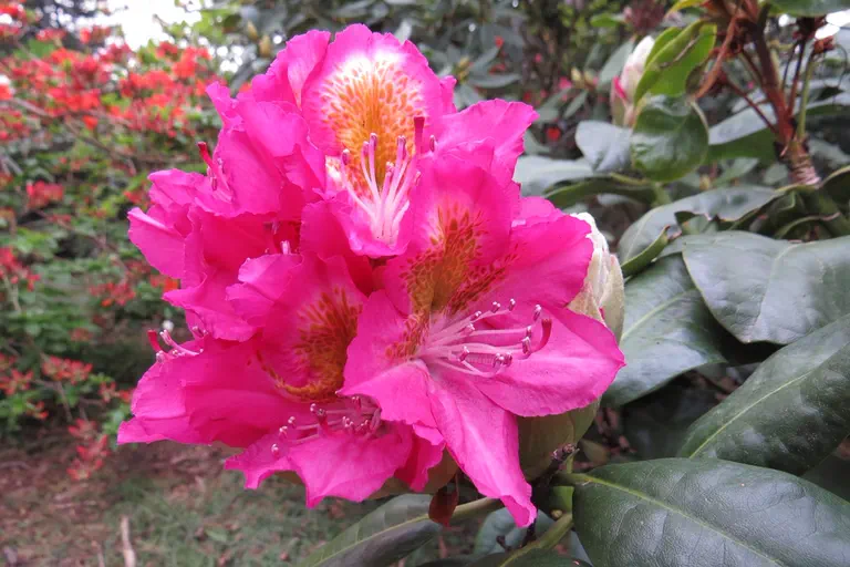 Photo of R. 'Sonare', Rhododendron Hybrid