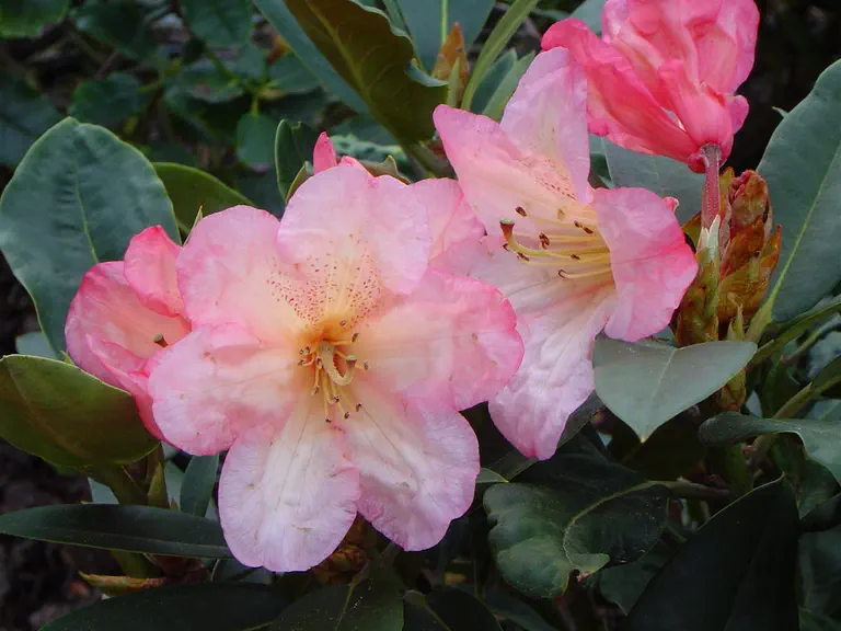 Photo of R. 'Malwine', Rhododendron Hybrid