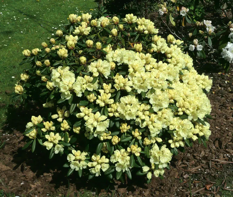 Photo of R. 'Lucinda', Rhododendron Hybrid