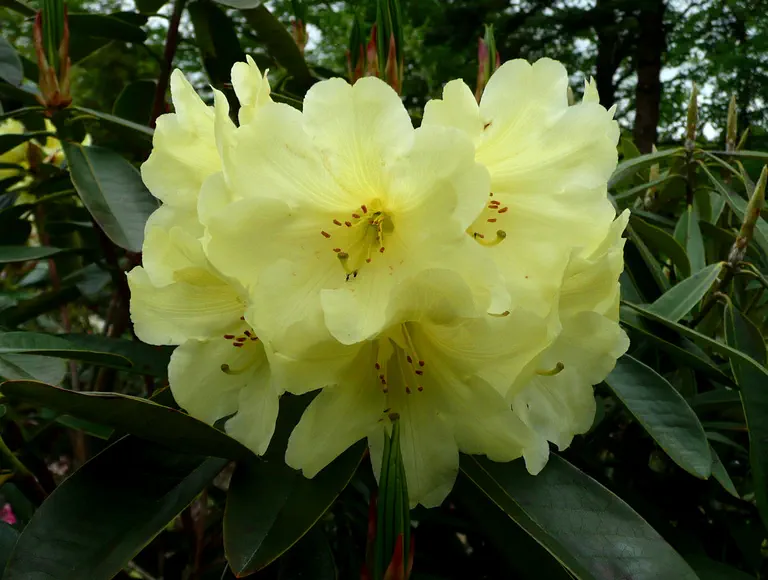 Photo of R. 'Nancy Evans X Crest x macabeanum', Rhododendron Hybrid