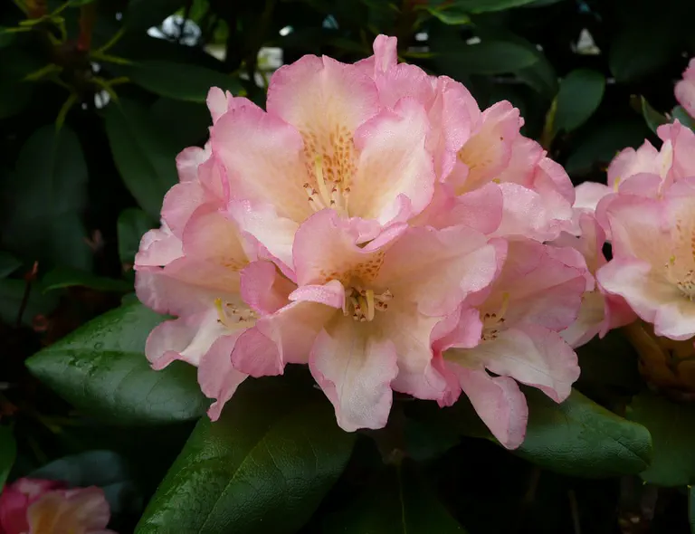 Photo of R. 'Napoli', Rhododendron Hybrid