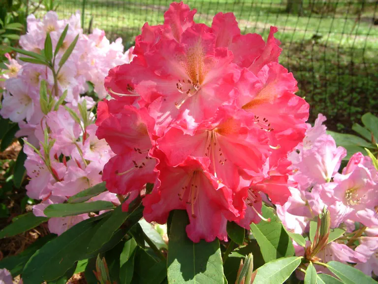 Photo of R. 'Peach Brandy', Rhododendron Hybrid
