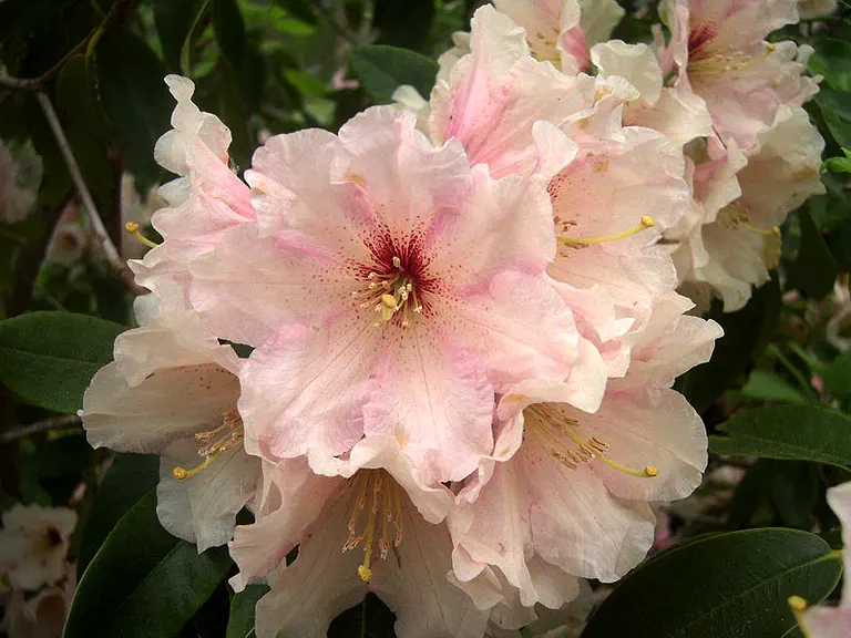 Photo of R. 'Peach Cloud', Rhododendron Hybrid