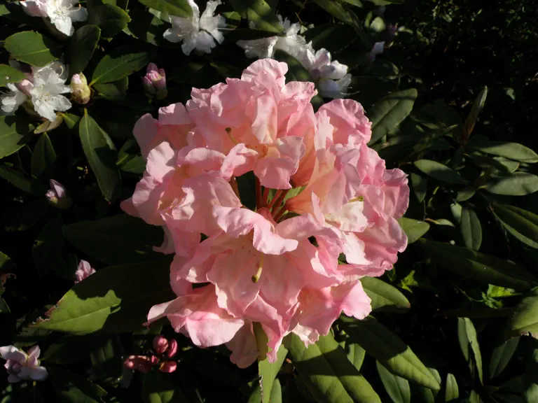 Photo of R. 'Peaches', Rhododendron Hybrid