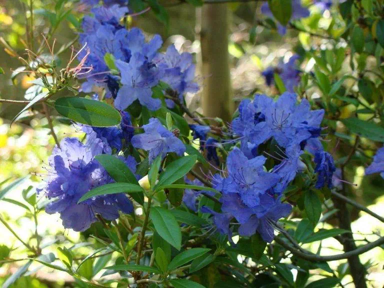 Photo of R. 'Blue Ridge', Rhododendron Hybrid
