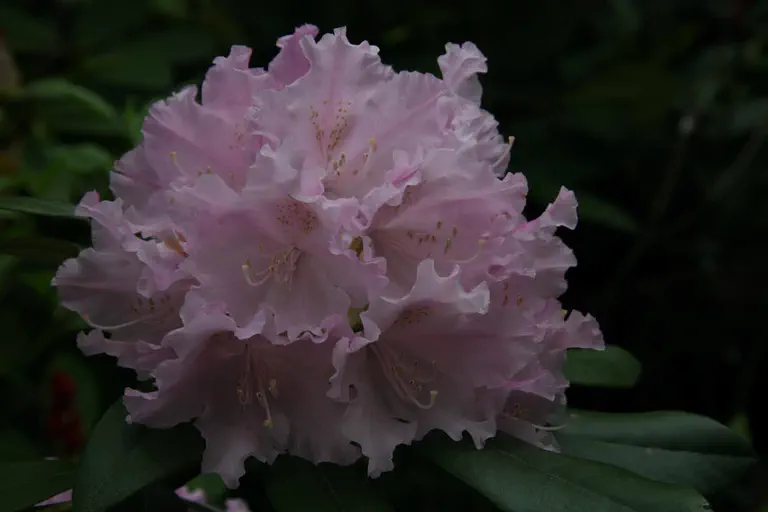 Photo of R. 'Centennial Celebration', Rhododendron Hybrid