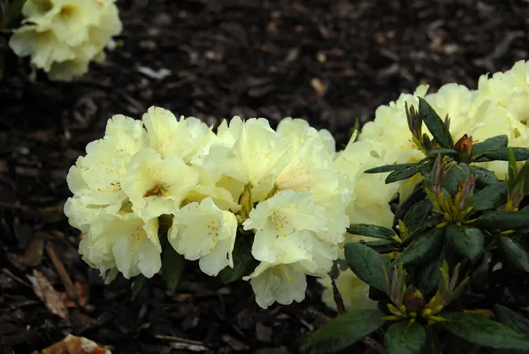 Photo of R. 'Centennial Gold', Rhododendron Hybrid