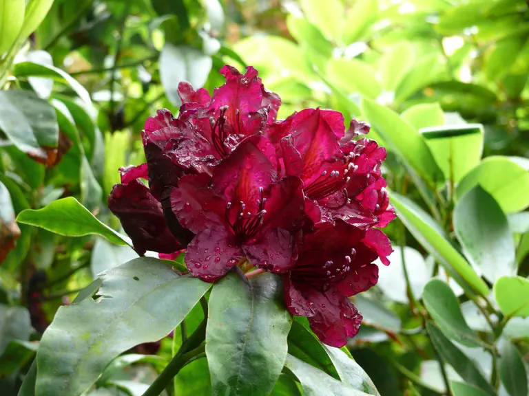 Photo of R. 'Cetewayo', Rhododendron Hybrid