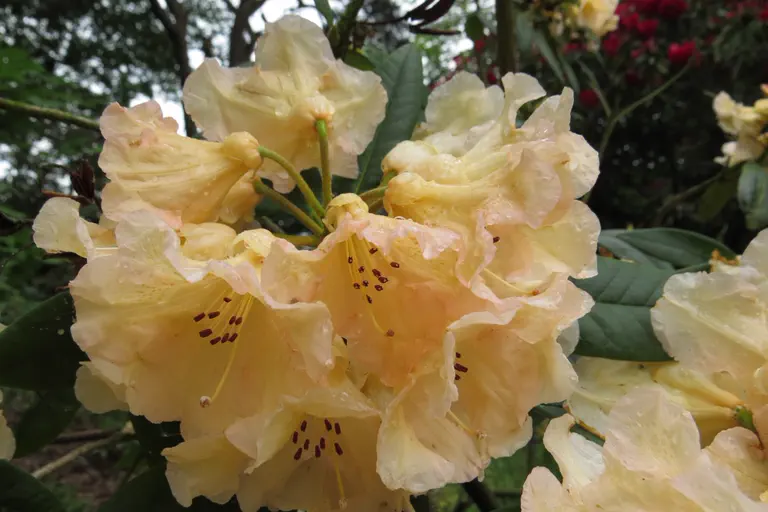 Photo of R. 'Champagne', Rhododendron Hybrid