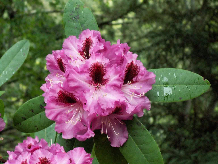 Photo of R. 'Chapeau', Rhododendron Hybrid