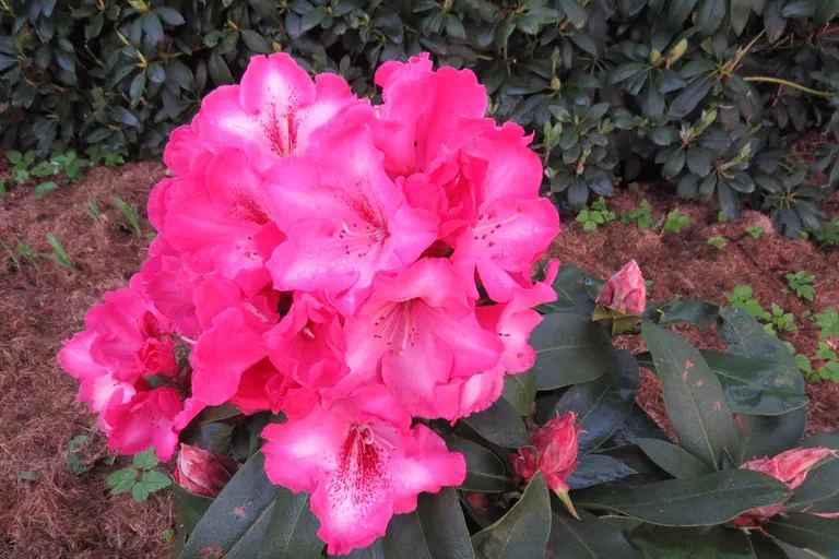 Photo of R. 'Charis', Rhododendron Hybrid