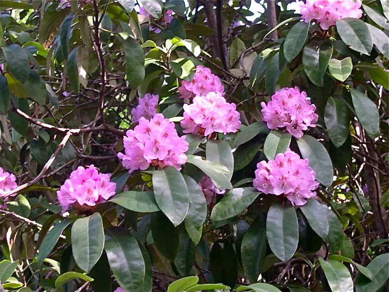 Photo of R. 'Lady of June', Rhododendron Hybrid