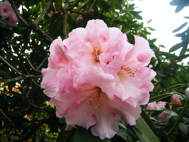 Photo of R. 'Charlotte de Rothschild', Rhododendron Hybrid