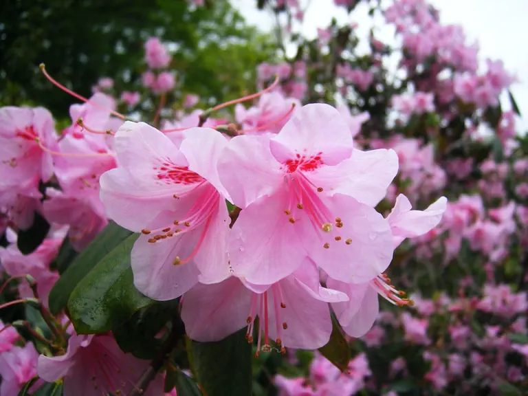 Photo of R. 'Charlotte Foster', Rhododendron Hybrid