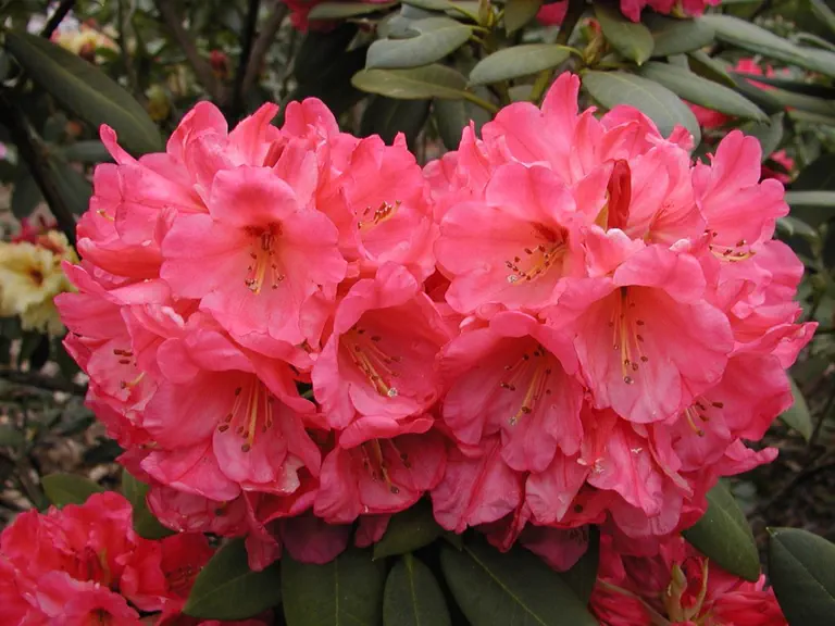 Photo of R. 'Charlotte Rose Newman', Rhododendron Hybrid