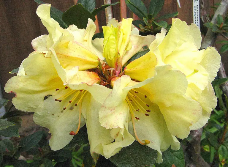 Photo of R. 'Lake Lorraine', Rhododendron Hybrid