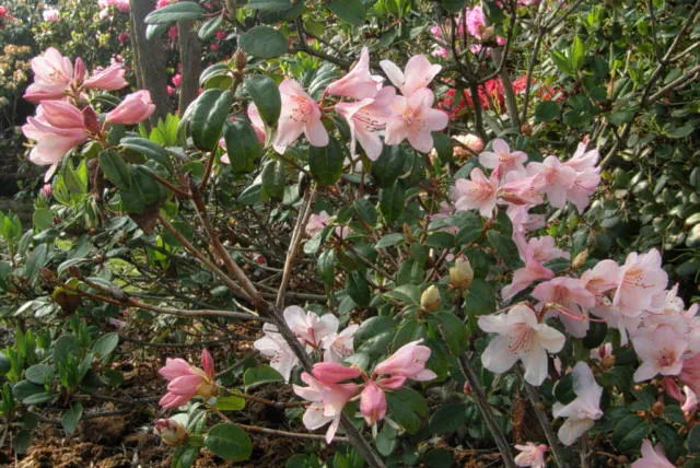 Photo of R. 'Charmant', Rhododendron Hybrid