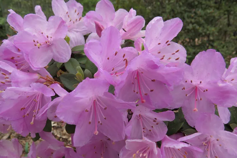 Photo of R. 'Charme La', Rhododendron Hybrid