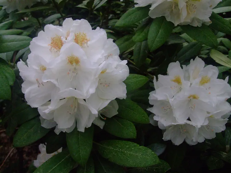 Photo of R. 'Head Honcho', Rhododendron Hybrid