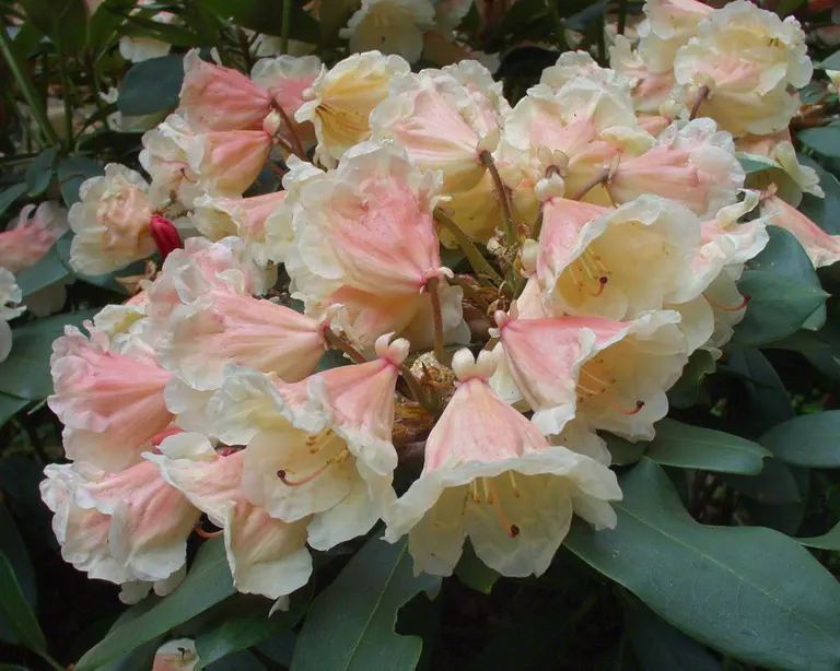 Photo of R. 'Chelsea Seventy', Rhododendron Hybrid