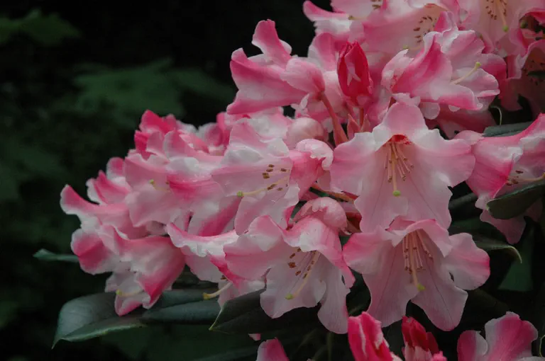Photo of R. 'Cherries and Cream', Rhododendron Hybrid