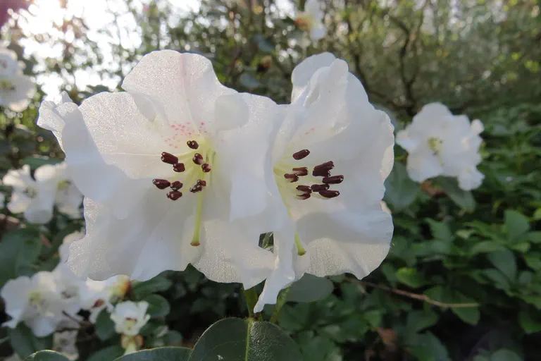 Photo of R. 'Bric-ŕ-brac', Rhododendron Cultivar group