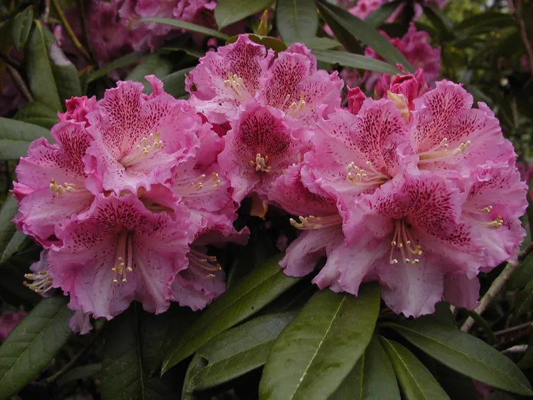 Photo of R. 'Lavender Swiss', Rhododendron Hybrid