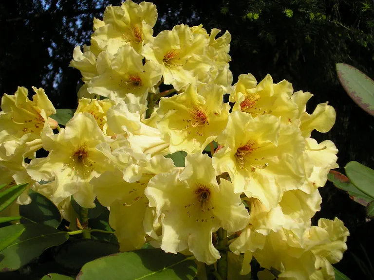 Photo of R. 'Cheyenne', Rhododendron Hybrid
