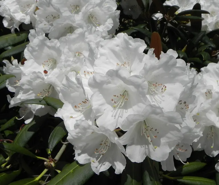 Photo of R. 'White Dane', Rhododendron Hybrid