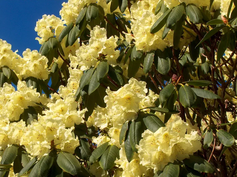 Photo of R. 'Crest x lacteum', Rhododendron Hybrid