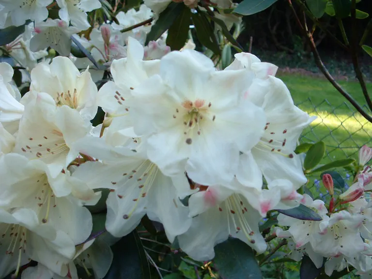 Photo of R. 'China x Crest', Rhododendron Hybrid