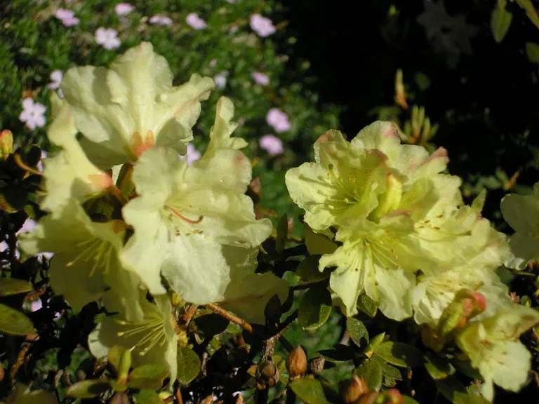 Photo of R. 'Chikor', Rhododendron Hybrid