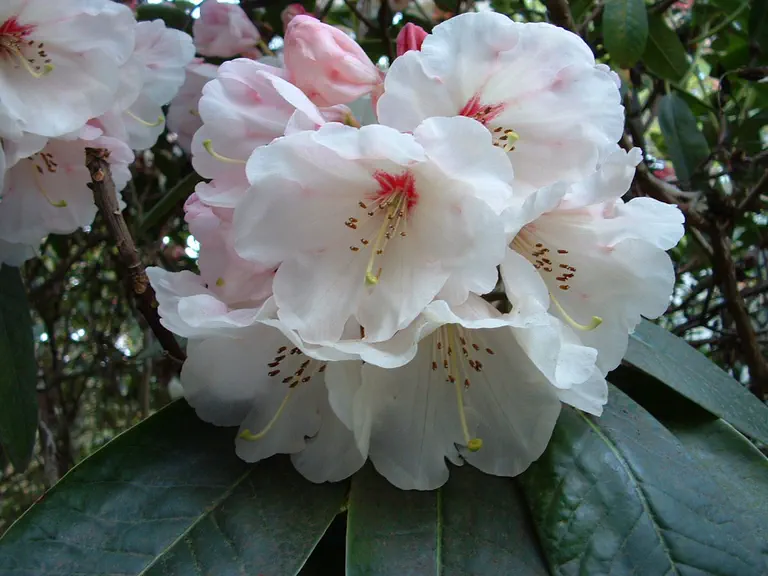 Photo of R. 'China', Rhododendron Hybrid