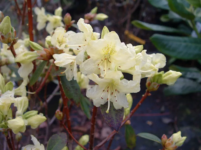 Photo of R. 'Chink', Rhododendron Hybrid