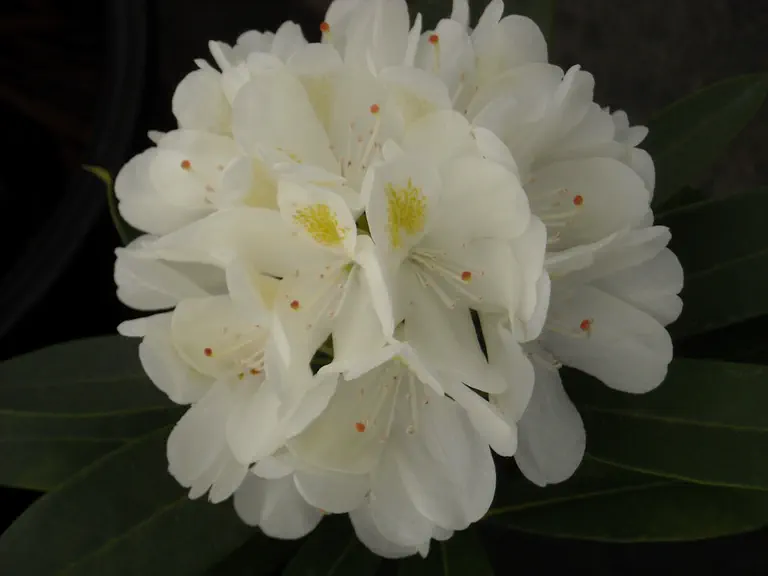 Photo of R. 'Chionoides', Rhododendron Hybrid