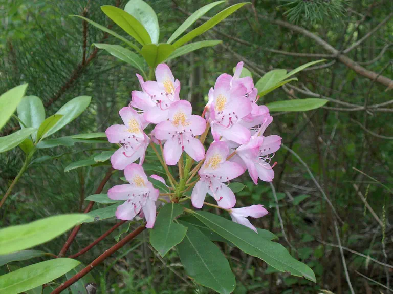 Photo of R. 'Maxecat', Rhododendron Hybrid