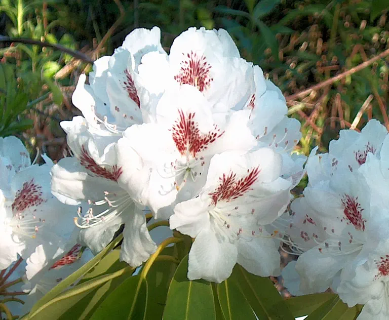 Photo of R. 'Cyprus', Rhododendron Hybrid