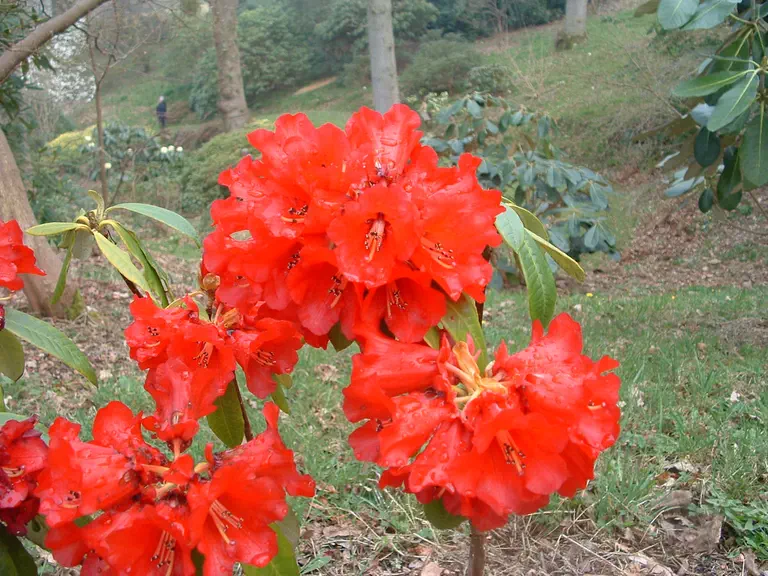 Photo of R. 'Choremia', Rhododendron Hybrid