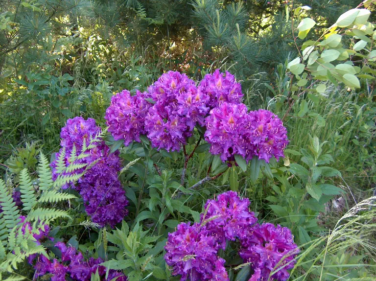 Photo of R. 'Montego', Rhododendron Hybrid