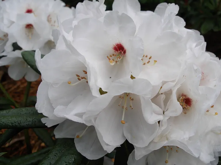 Photo of R. 'Magic Moments', Rhododendron Hybrid