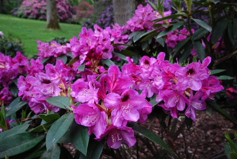 Photo of R. 'Christiane Herzog', Rhododendron Hybrid