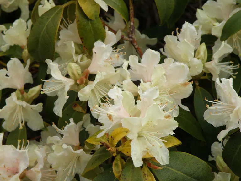 Photo of R. 'Senegal', Rhododendron Hybrid