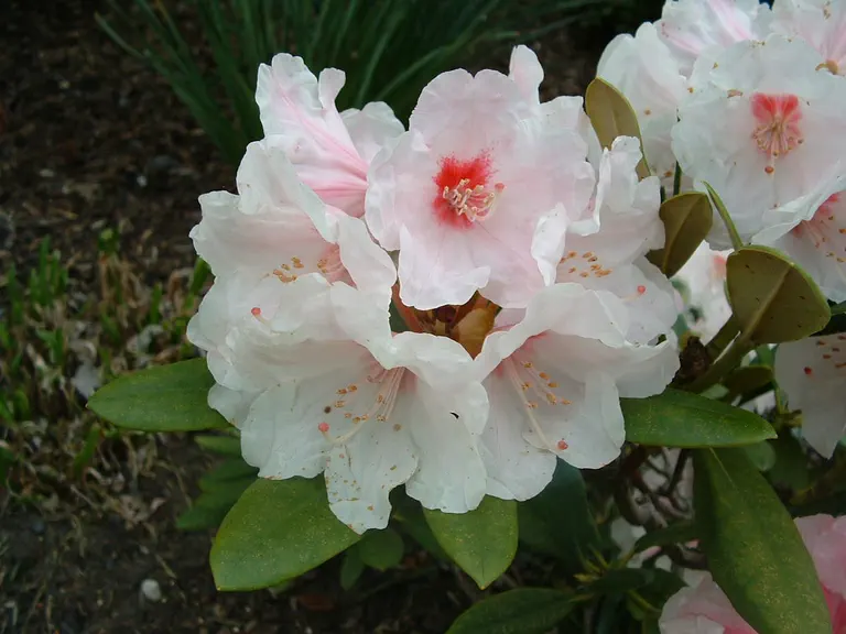 Photo of R. 'Christobel Maude', Rhododendron Hybrid
