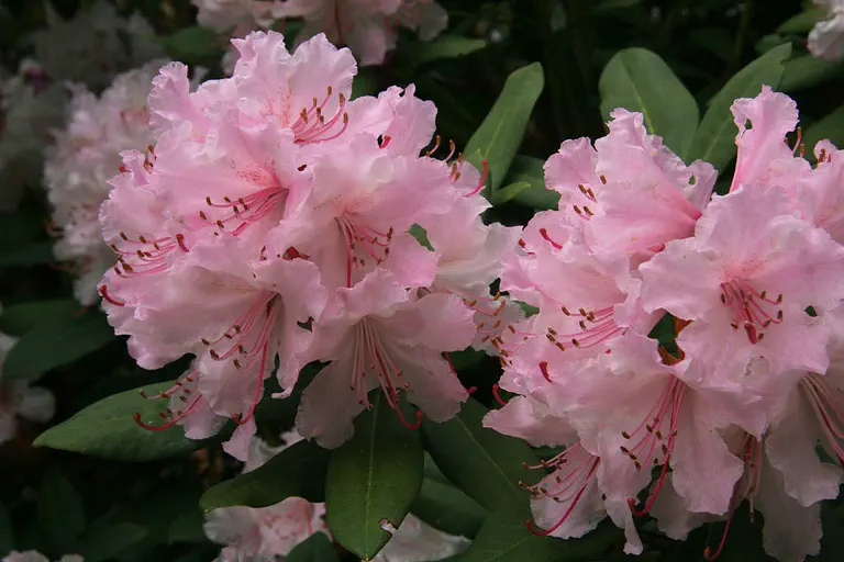 Photo of R. 'Christmas Cheer', Rhododendron Hybrid